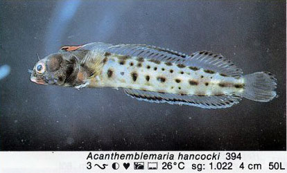 Acanthemblemaria hancocki